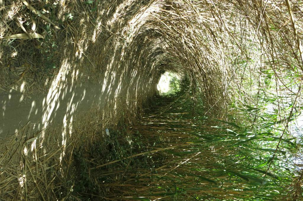 Tunnel de bambous !